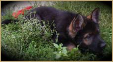 German Shepherd DDR puppy