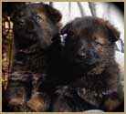 German Shepherd DDR puppy