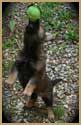 German Shepherd DDR puppy