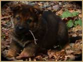 German Shepherd DDR puppy