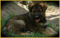 German SHepherd puppies