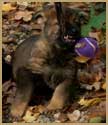German Shepherd DDR puppy