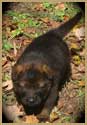 German Shepherd DDR puppy
