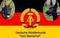 DDR Dogs