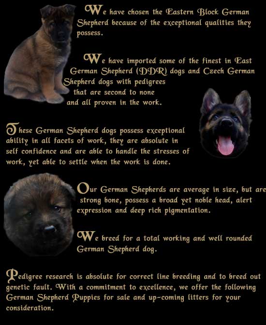 We have chosen the Eastern Block German Shepherd because of the exceptional qualities they possess.