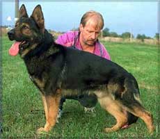 Alk vom Osterburg Quell KKL 1a SchH 3 Life