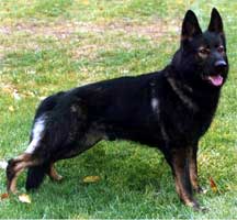 Iltis von der Wildsau