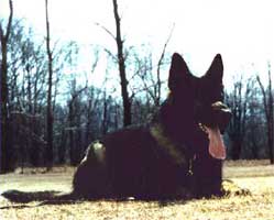 Jen Ager's Unic (Nero) SchH3 PD1