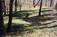 woods